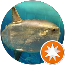 ninnikuiremasuka profile picture